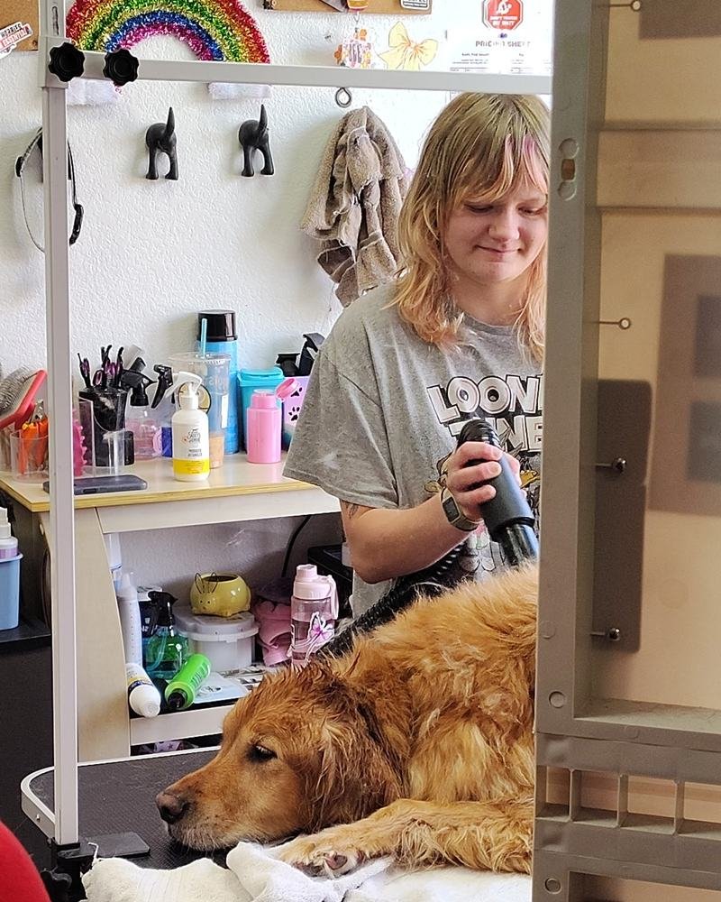 Bee blow-drying a golden retriever at the grooming table