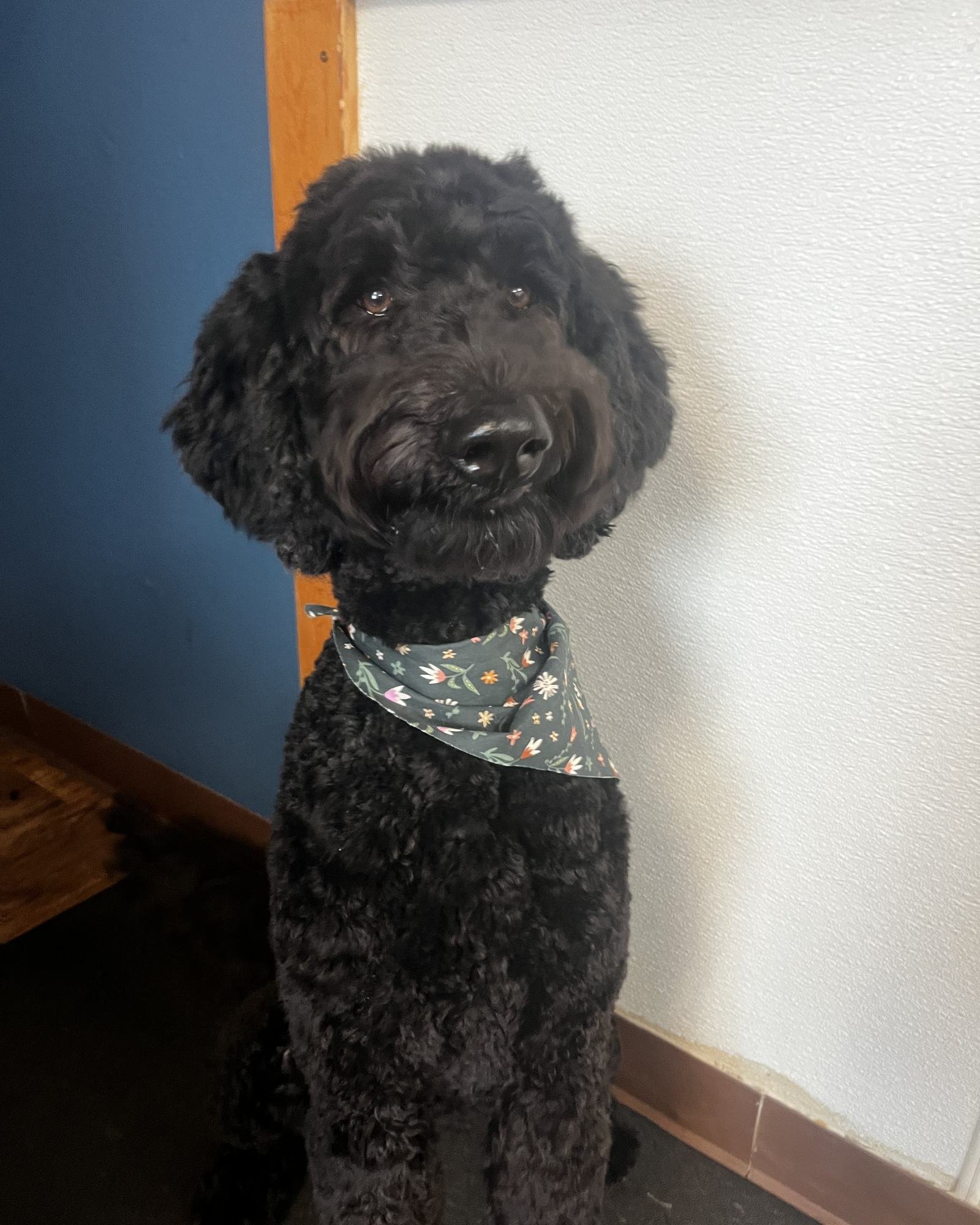 A black poodle with a floral bandana after a full groom