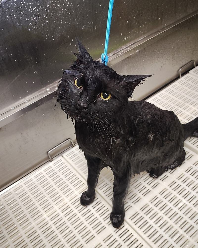 A wet black cat standing calmly in the grooming tub