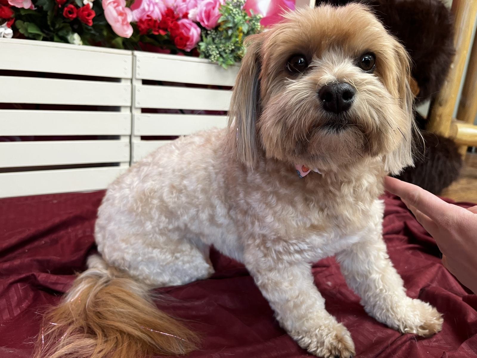 A cream and apricot doodle resting after a full groom and blow dry