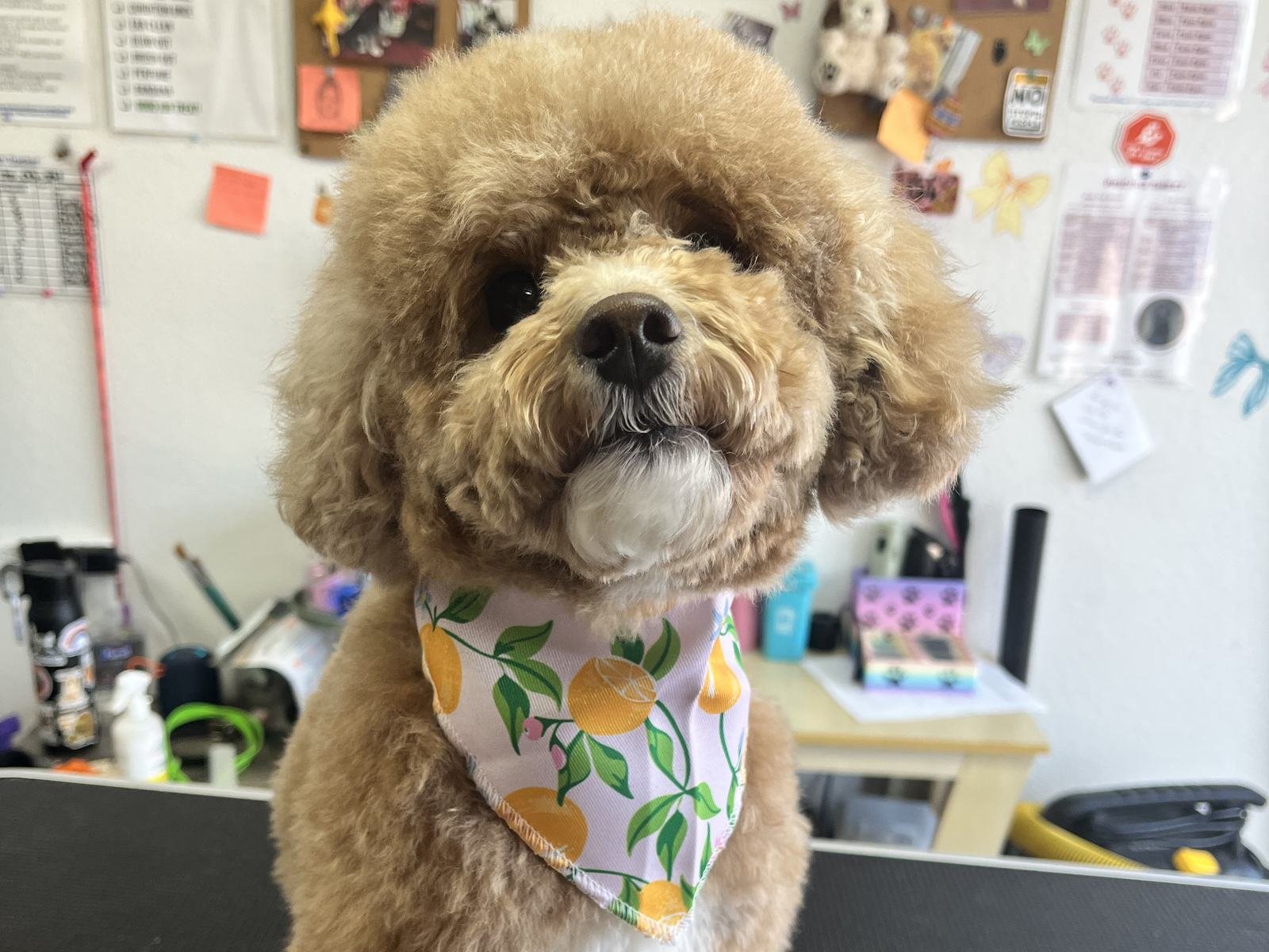 An apricot doodle with a fresh haircut and a lemon-print bandana, sitting in the grooming room