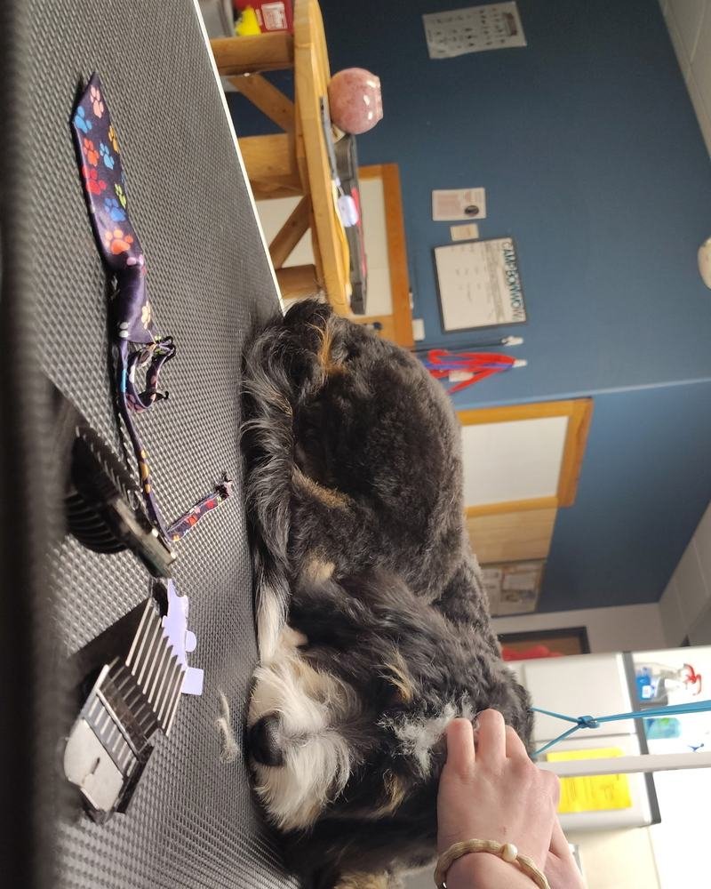 A tri-color dog being supported gently on the grooming table