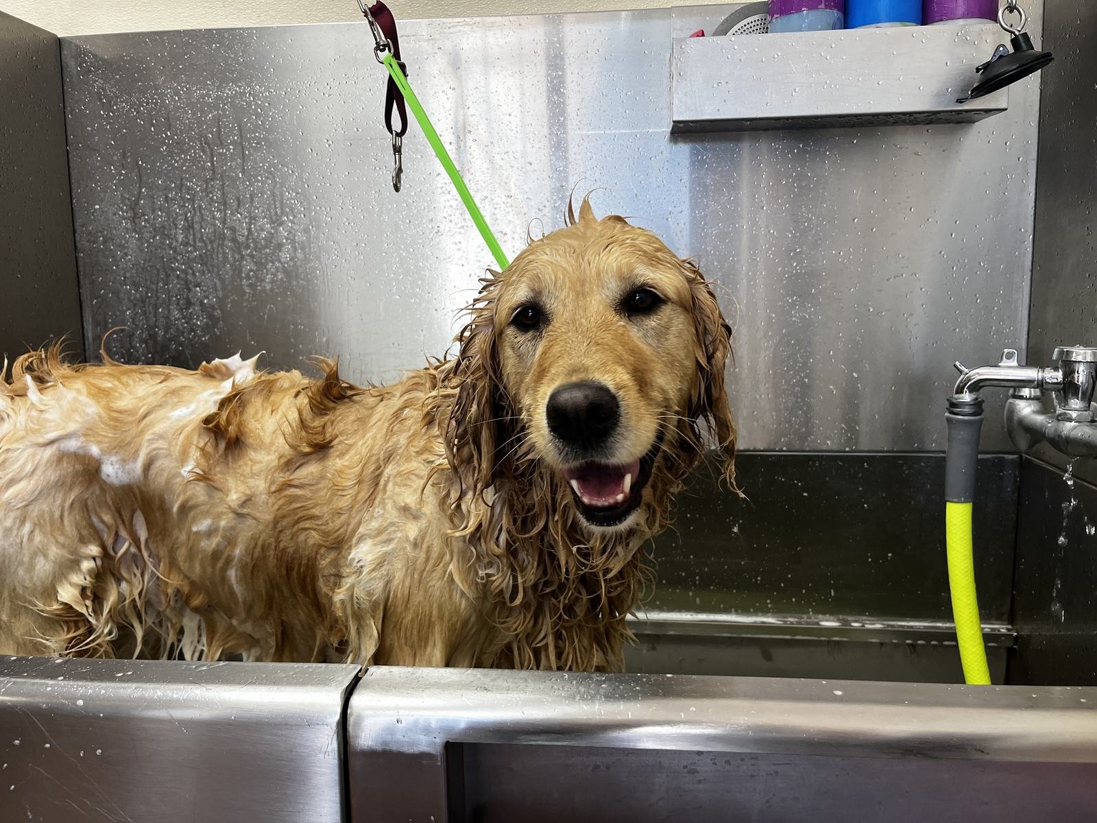 A golden retriever standing happily in the stainless steel grooming tub mid-bath