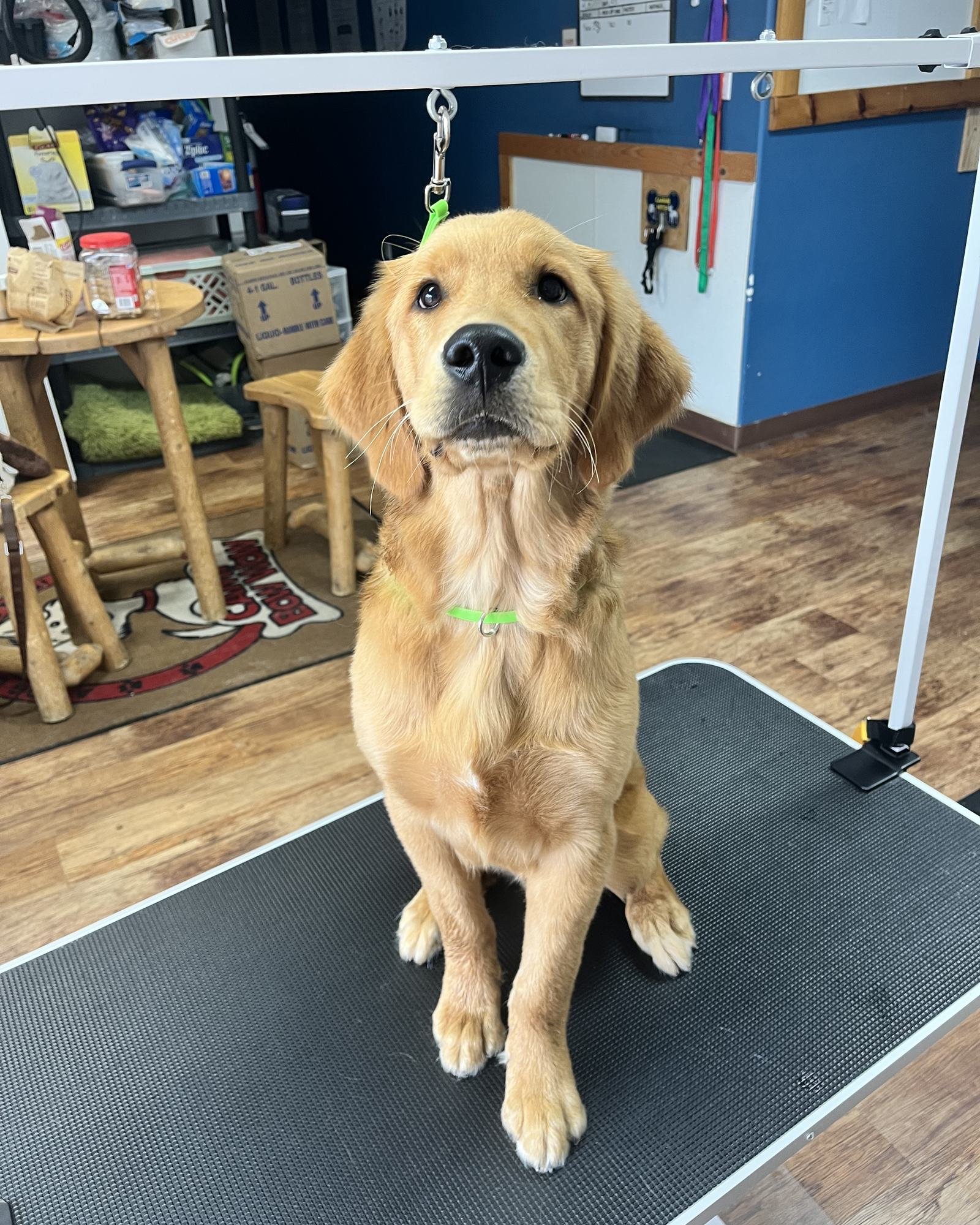 A young golden retriever sitting calmly on the grooming table