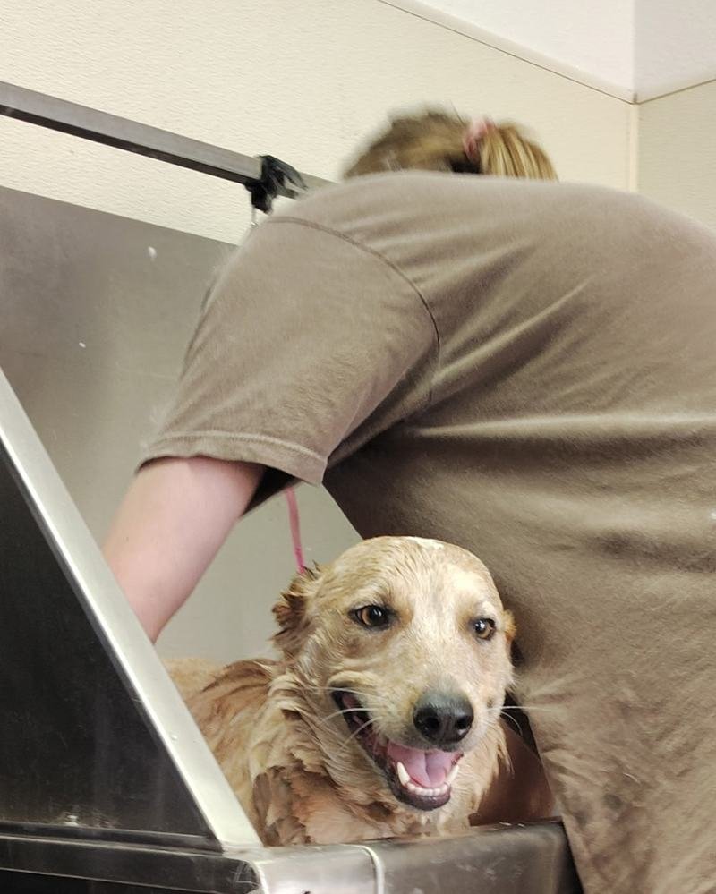 Bee lifting a happy golden retriever out of the grooming tub