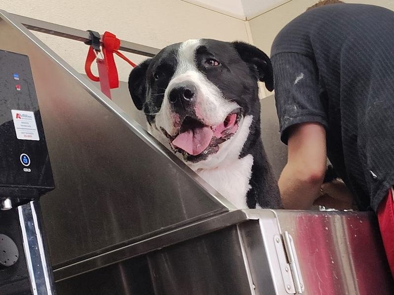 A black and white pit bull relaxing in the grooming tub