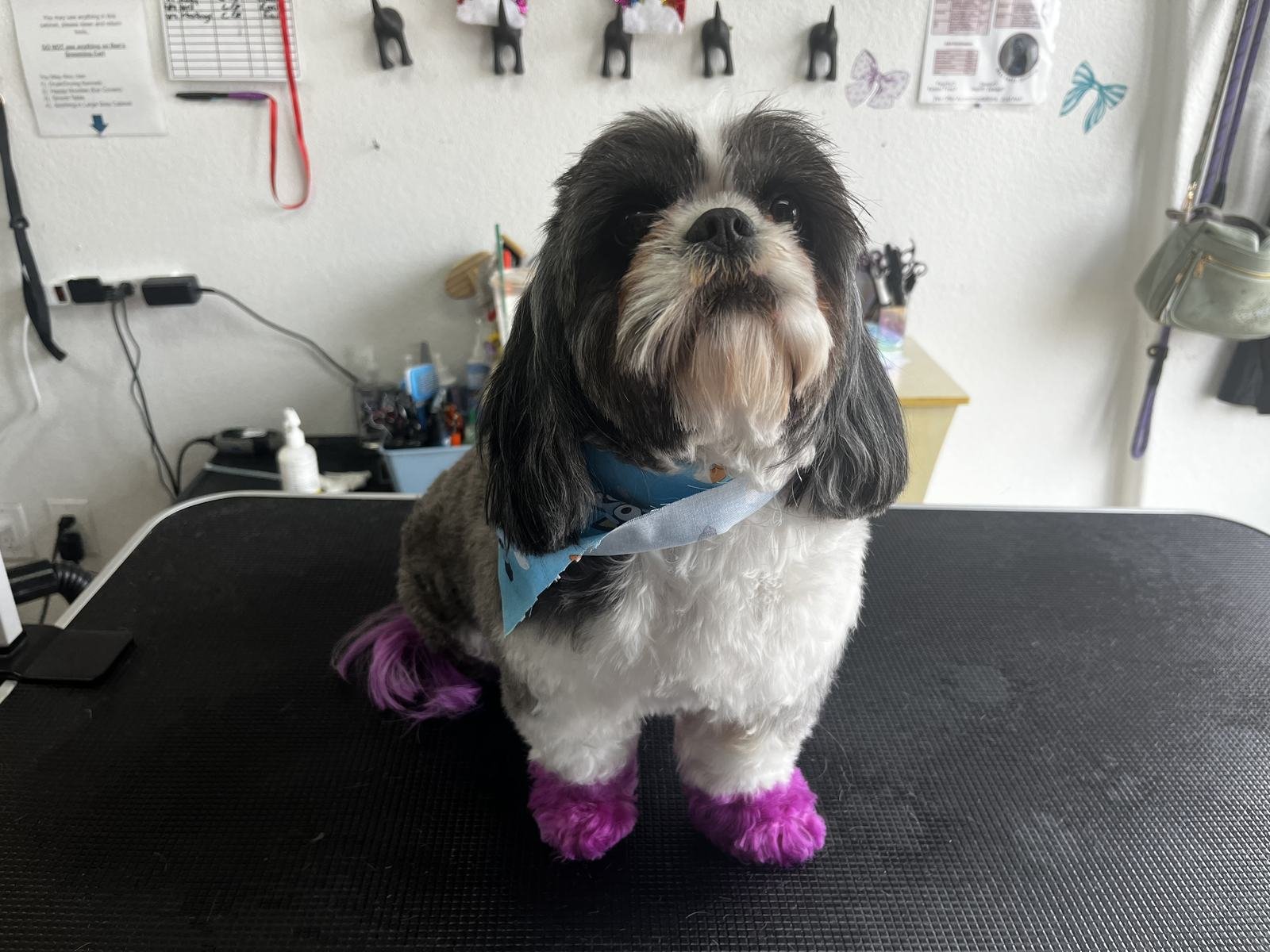 A shih tzu on the grooming table wearing a blue bandana, with pink-tinted paws